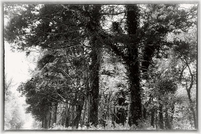 Low angle view of trees in forest