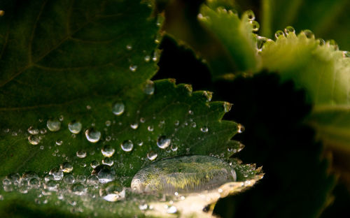 Close-up of wet plant