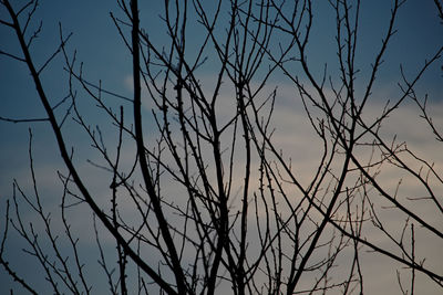 Low angle view of silhouette bare tree against sky