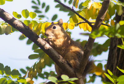 Low angle view of squirrel on tree