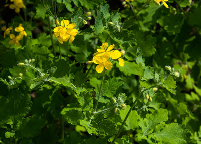 plant