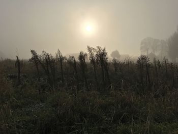 Scenic view of field against sky during sunset
