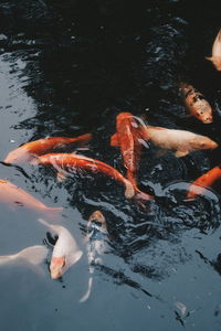 High angle view of koi carps swimming in lake