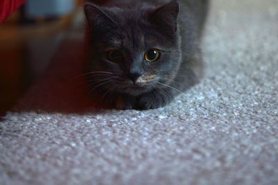 Close-up portrait of kitten sitting