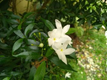 Close-up of white flowering plant