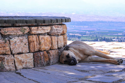 Dog resting in the pamukkale