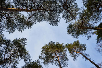 Low angle view of trees against sky