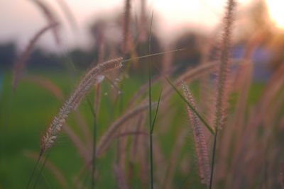 Close-up of wheat plant