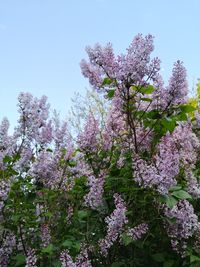 Low angle view of cherry blossoms in spring