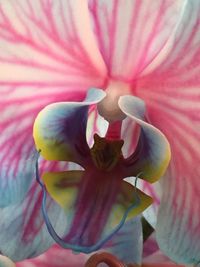 Close-up of pink flower