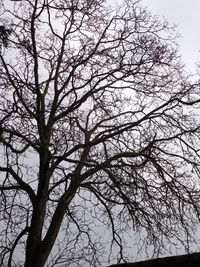 Low angle view of tree against clear sky