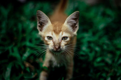 Portrait of kitten