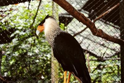Close-up of parrot in cage