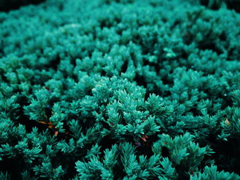 Full frame shot of green leaves