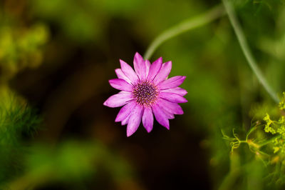 Close-up of flower blooming outdoors