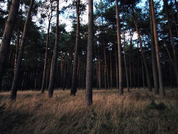 Trees in forest