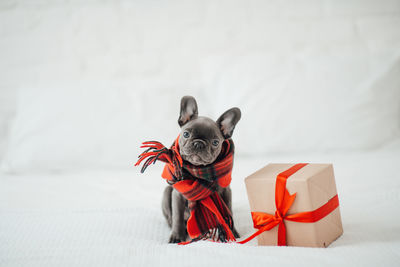 Portrait of woman with dog