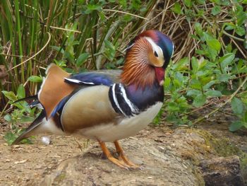 Close-up of duck perching on grass
