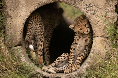 Cheetahs in built structure