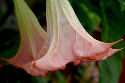 Close-up of red flowering plant