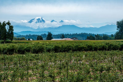 Scenic view of field and mount baker vulcan against sky