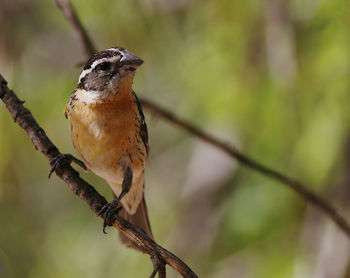 Close-up of a bird perching on branch