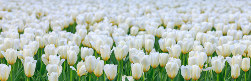 Close-up of white flowering plants