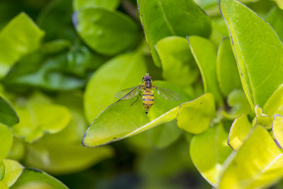 Close-up of insect on plant