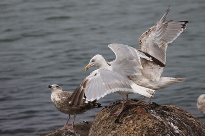 Seagulls perching möwen streiten