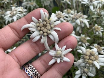 Close-up of hand holding purple flower