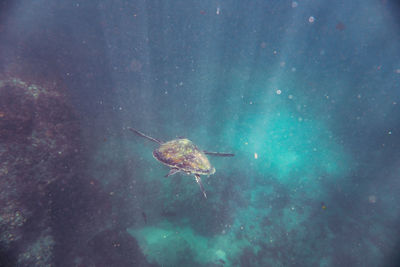 High angle view of turtle swimming in sea