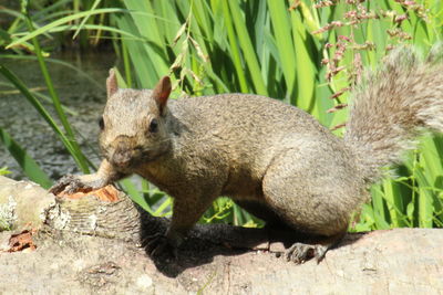 Close-up of squirrel