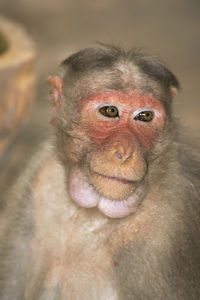 Close-up of portrait of face