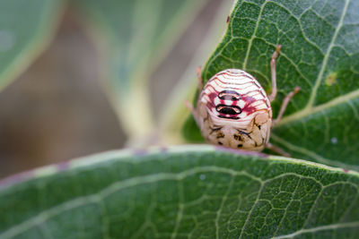 Close-up of butterfly on leaf