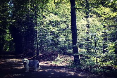 People walking on footpath in forest