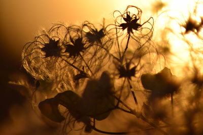 Close-up of flowers against sky during sunset