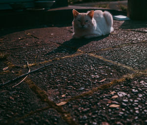 Portrait of cat sitting on floor