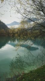 Scenic view of lake in forest