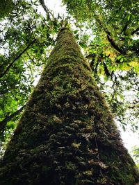 Low angle view of tree trunks in forest