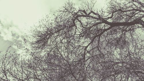 Low angle view of bare trees against sky