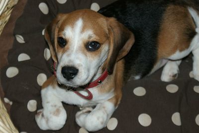 Close-up portrait of dog