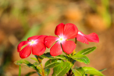 Close-up of red flowering plant