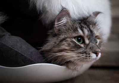 Close-up of cat looking at home