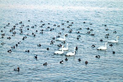 Birds swimming in lake