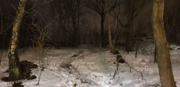 Bare trees in forest during winter