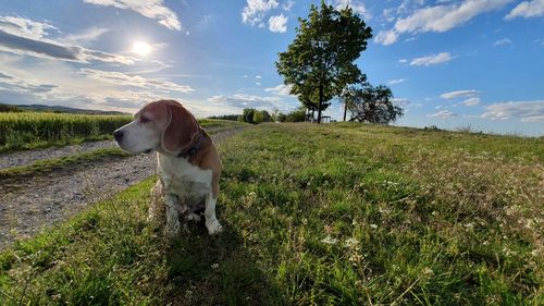 Dog looking away on field