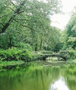 Scenic view of lake in forest