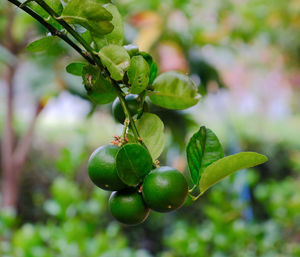 Close-up of berries growing on tree