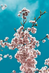 Close-up of cherry blossom tree against blue sky