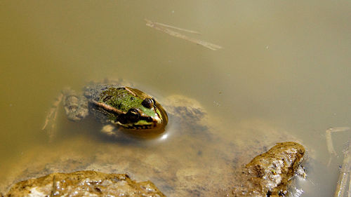 High angle view of frog swimming in lake